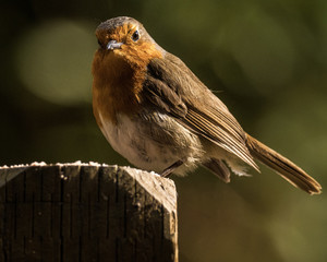 Robin Feeding