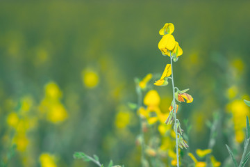 Sunn hemp or Crotalaria juncea flower field in agriculture farm, yellow flowers garden for travel in countryside, beautiful nature rural landscape on planting summer season, sunset ray bright to flora