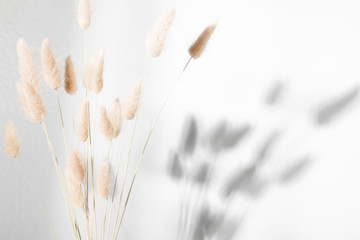Beautiful flowers composition. Dry rabbit tail flower against white wall with hard shadows. Floral minimal home interior design concept. - obrazy, fototapety, plakaty