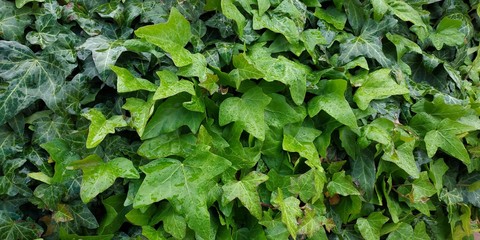 green ivy leaves in the rain