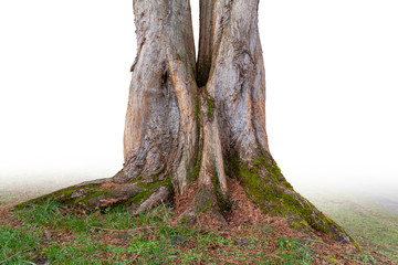 divided tree closeup