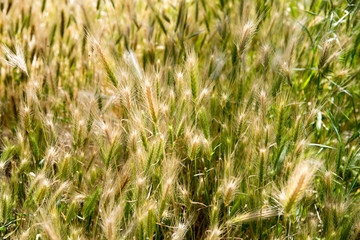 yellow summer grass