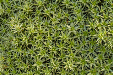 dense ground cover vegetation