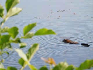Animal Swimming