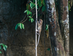 Monkey hanging on a rope in Khao Sok National Park / Thailand