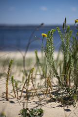 Les plantes sauvages du Cap Ferret