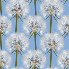 Seamless pattern. Fluffy white dandelion with seeds on a blue background. Wildflowers. Vector background
