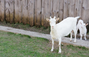a young white goat with a baby