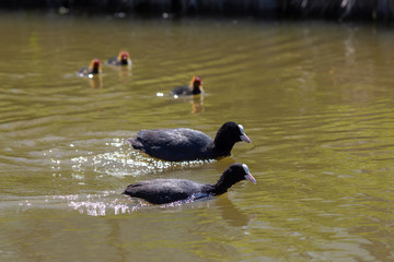 Coot and family