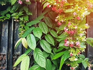 Red flower on Rusted Black fence at daytime