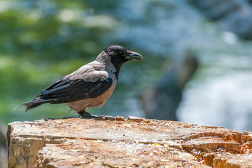 The hooded crow (Corvus cornix) .