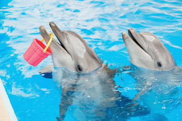 child and bottlenose dolphin are playing with a colorful bucket in blue water. Dolphin Assisted Therapy