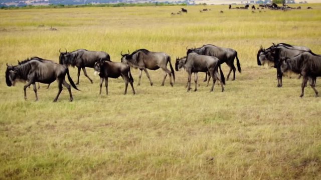 large herd of wildebeest migrating through vast Savannah grassland in Serengeti