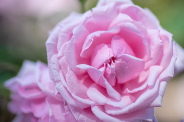 pink rose close up
