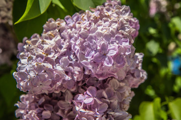 Lilac tree blooming seen upwards