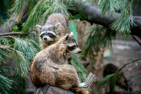 Raccoon holding on a tree with green leaves