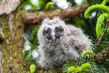 A small long-eared owl sits on a tree branch in the forest.