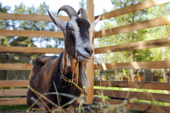 The goat on the farm eats hay