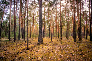 Pine forest with the last of the sun shining through the trees. park in Russia, Vladimir city.