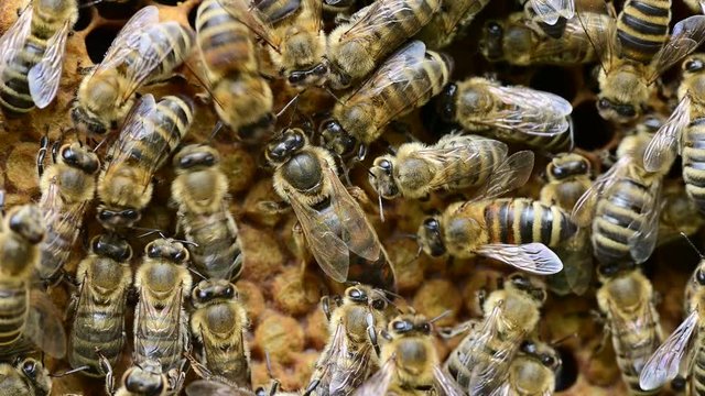 Honey bees workers feeding Bee queen on bee hive honey comb	
