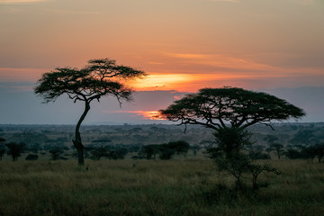 Fototapeta premium タンザニア・セレンゲティ国立公園の、朝焼けと広大な空