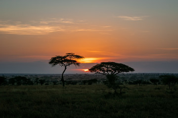 Fototapeta na wymiar タンザニア・セレンゲティ国立公園の、色鮮やかな朝焼けとアカシアの木を遠くから望む