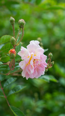 Im Garten 20.05.2020