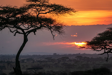 Fototapeta na wymiar タンザニア・セレンゲティ国立公園の、雲間から見える色鮮やかな朝焼けとアカシアの木
