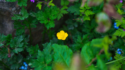 Im Garten 20.05.2020