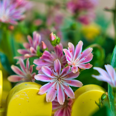 Im Garten 20.05.2020