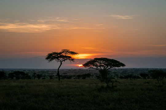 タンザニア・セレンゲティ国立公園の、色鮮やかな朝焼けとアカシアの木を遠くから望む