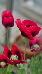 Im Garten 20.05.2020