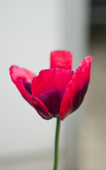 Im Garten 20.05.2020