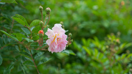 Im Garten 20.05.2020