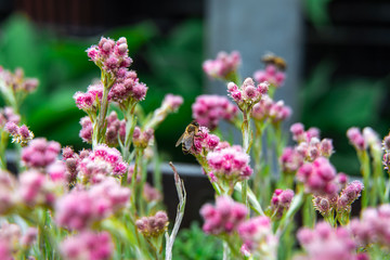 Obraz premium Small hard working bee gathering pink flower pollen during sunny spring or summer day at the garden. 