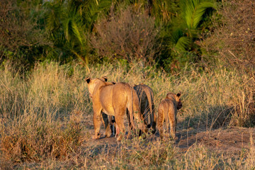 Obraz na płótnie Canvas タンザニア・セレンゲティ国立公園のモーニングサファリで出会ったライオンの群れ
