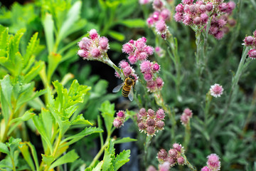 Small hard working bee gathering pink flower pollen during sunny spring or summer day at the garden.
