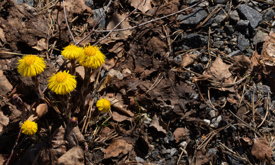 New life emerges from last year's life