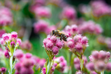 Small hard working bee gathering pink flower pollen during sunny spring or summer day at the garden.
