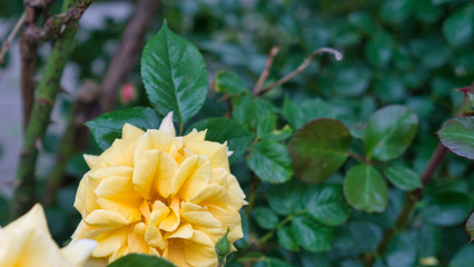 Im Garten 24.05.2020