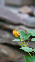 Im Garten 24.05.2020