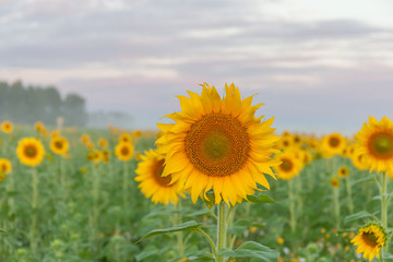 Sunflower field and cloudy blue sky. Sunrise over the field of sunflowers, selective focus