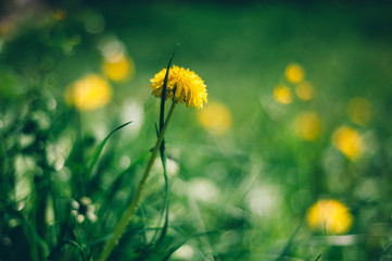 Yellow dandelion on the green grass
