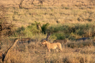 Naklejka na ściany i meble タンザニア・セレンゲティ国立公園のモーニングサファリで出会ったライオンの群れ