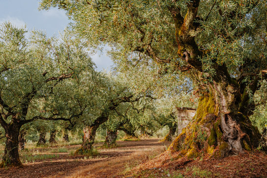 Olive Grove on the island of Greece. plantation of olive trees.
