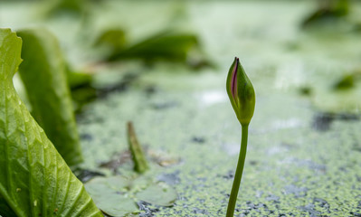 
Close-up of lotus flowers, background blur, strange or beautiful lotus flowers Lotus flowers in Thailand