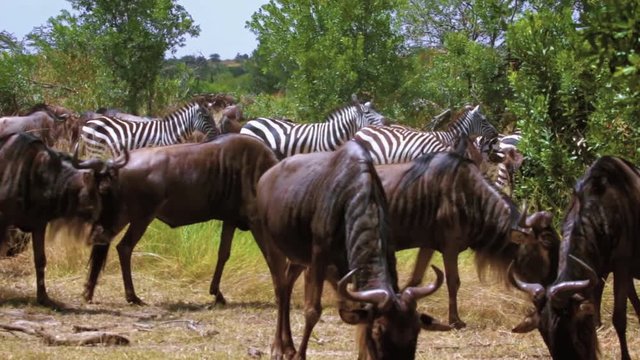 Herd of gnus and zebras standing and grazing in Serengeti.