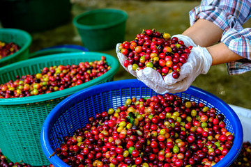 Red cherry coffee bean in hands..