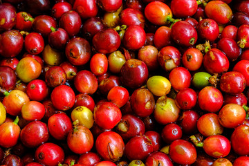 close up abstract background fresh raw coffee bean