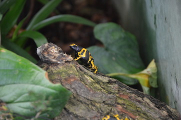 Yallow poison dart frog